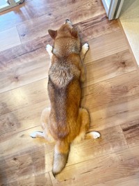 床にペタン！ 暑い季節の涼み方が上手ないろりくん（画像提供：柴犬いろりさん）