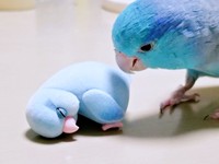 フュギュアと初対面を果たしたルゥくん。寝てるの？とそっと様子をうかがいます（画像提供：saekoさん）