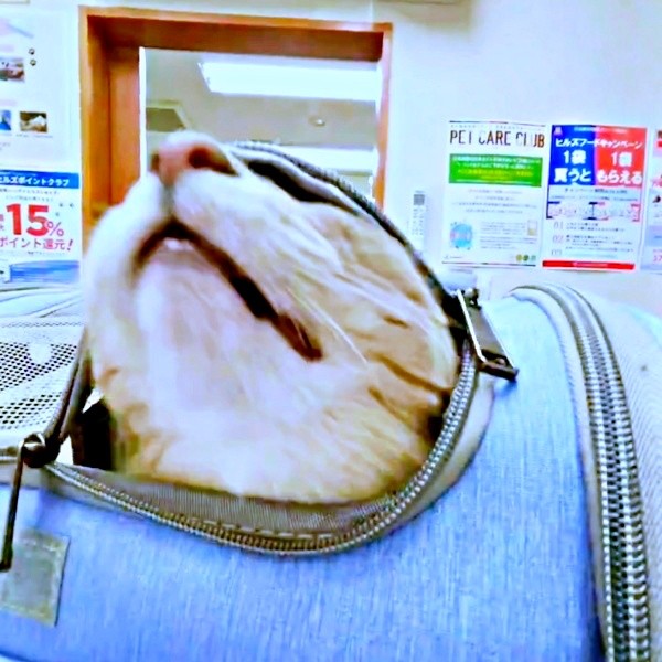 入り口を押し上げるハナちゃん（画像提供：とりねゆこさん）