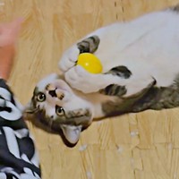 お兄ちゃんを見つめるその表情はどこか嬉しそうなたいちょうくん（画像提供：井上 えりさん）