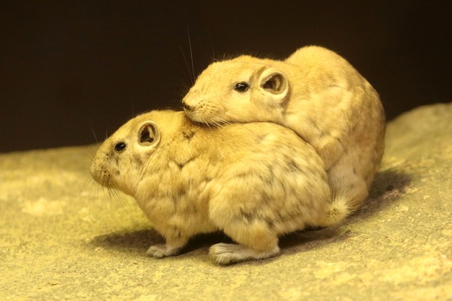 相手の背中に頭を重ねるグンディ。丸く平たい耳だ