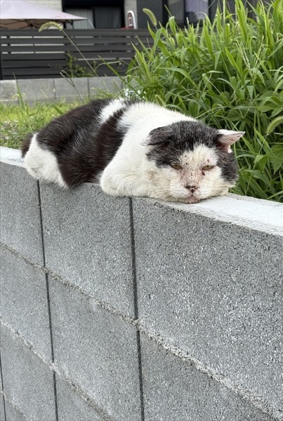 出合った頃のリキさん（画像提供：松本さん）