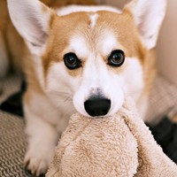 暇なので靴下を盗んママのところご持って来たガブちゃん（画像提供：ガブちゃんさん）