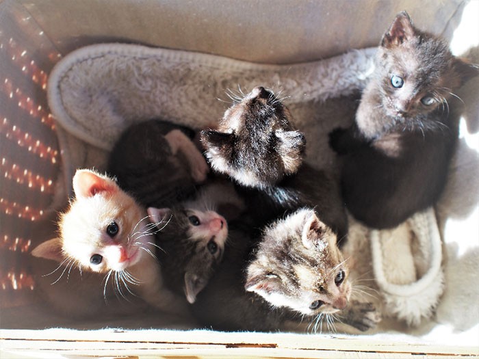 ゴミ箱に棄てられていたきょうだい