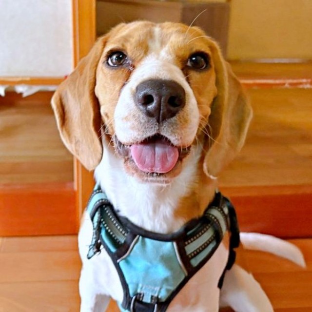 にっこり笑顔がかわいらしいふてちゃん（画像提供：ふてぶてしい犬さん）