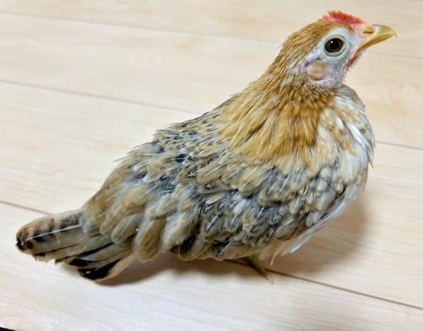 生後4カ月、愛情をたっぷり受けて成長するゴマちゃん（画像提供：ぴいちょさん）