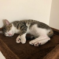 笑ったような顔で眠るりりーちゃん