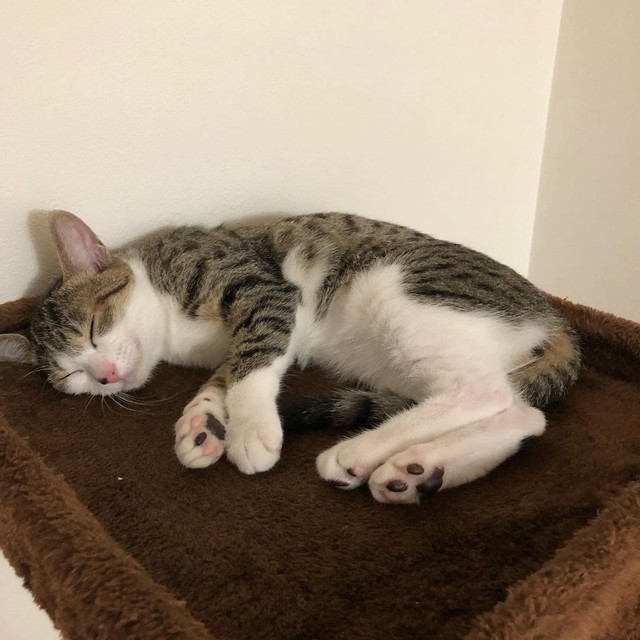 笑ったような顔で眠るりりーちゃん