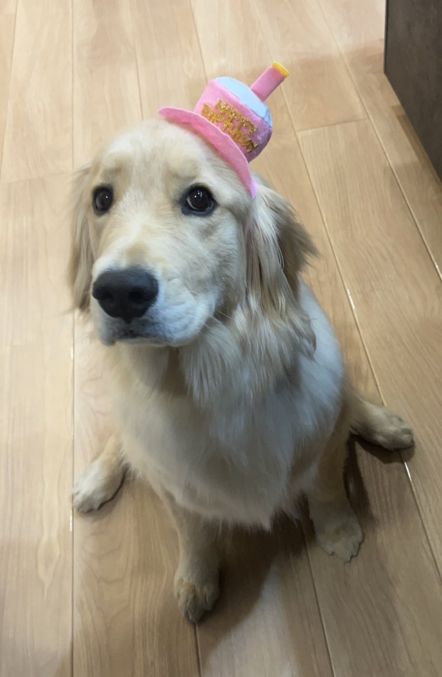 小春ちゃんは、3月12日お誕生日を迎えたばかり（「北関東の鷹ゴールデンレトリバーとの暮らし」さん提供）