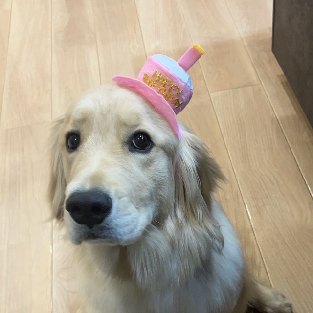 小春ちゃんは、3月12日お誕生日を迎えたばかり（「北関東の鷹ゴールデンレトリバーとの暮らし」さん提供）