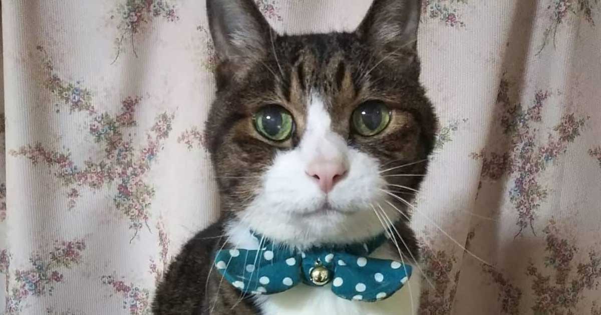 ec44eba38b10cad56eb4044b66d114