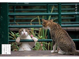 沖さんの猫写真とオノマトぺが一冊に　「一番のお気に入りの言葉は『やっさもっさ』」