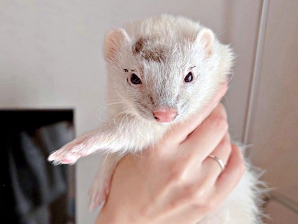 大掃除のお手伝いをしようと植木鉢の土を掘ったウユちゃん。お顔が土だらけに！（画像提供：ウユちゃんさん）