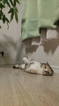 人の感情や体調不良を感じ取り、寄り添う優しさも持っていた