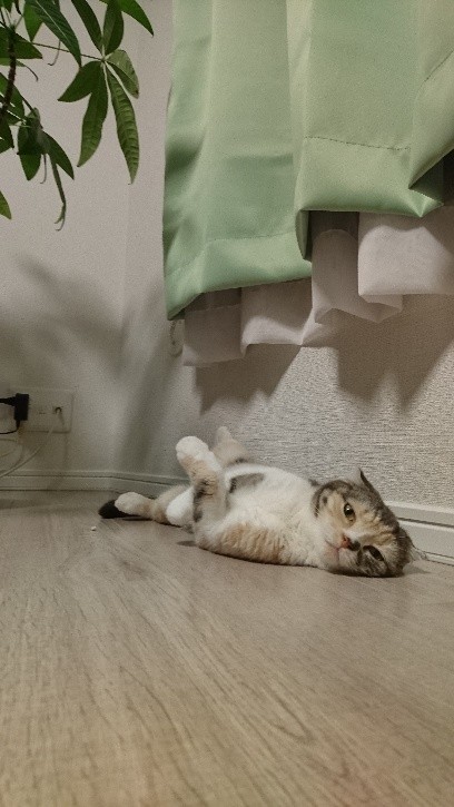 人の感情や体調不良を感じ取り、寄り添う優しさも持っていた