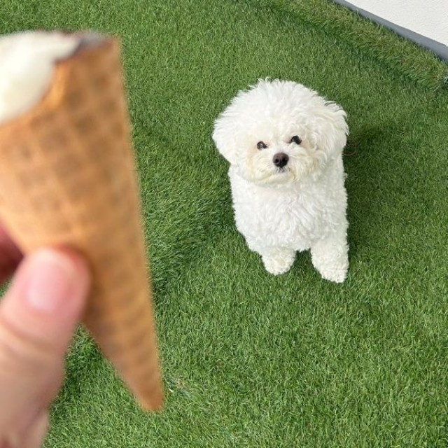 アイスをじっと見つめるぴぷすくん（画像提供：しろいぬ（ぴぷす）さん）