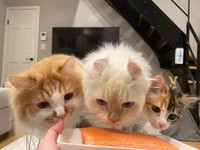 美味しそうだにゃ〜、小さいけどしっかり仲間入り＝ぽてこゆこめ+うなさん（@potechi_nikki）提供