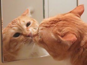 ぐっぴーは猫の「鏡」？　ぽっちゃり猫が多義語の使い方を解説