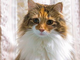 寝ぐせがついちゃったニャ　寝起きのノルウェージャン「ルピ」　