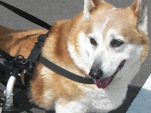 「売れる犬」ゆがんだ繁殖　遺伝性の病気、日本で突出