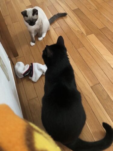 「その脱ぎっぱなしの靴下で一緒に遊ばない？」「どうしようかな」（真弓さん提供）