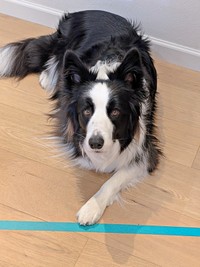 「手をのせるのはOK？」 うかがうように飼い主さんを見つめるルークくん（画像提供：ボーダーのルークさん）