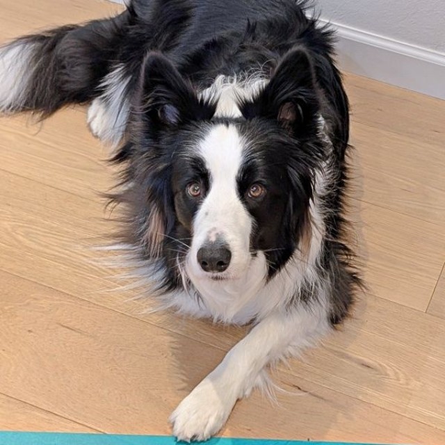 「手をのせるのはOK？」 うかがうように飼い主さんを見つめるルークくん（画像提供：ボーダーのルークさん）