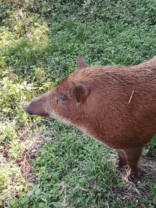 1年で50キロほど成長したみなみちゃん