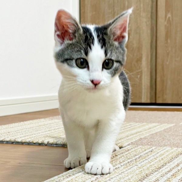 元気いっぱい！ おうちを探検するしおちゃん（画像提供：猫のしお むすび 飼い主はろでさん）