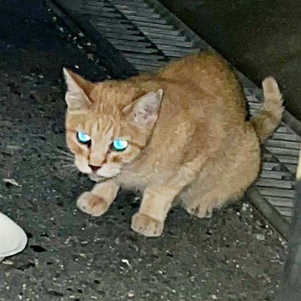 保護前、警戒していたツナちゃん（画像提供：元野良猫ツナさん）