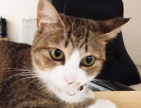 ついにチャチャの元に里親希望者さんからの申し出が…