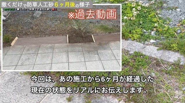 カインズの「撒くだけで防草できる人工砂」を施工してから6カ月が経過したリアルをお伝え／しかちゃんねる【庭づくりDIY】さん（@しかちゃんねる-b4d）提供