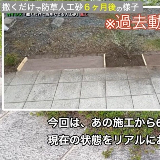 カインズの「撒くだけで防草できる人工砂」を施工してから6カ月が経過したリアルをお伝え／しかちゃんねる【庭づくりDIY】さん（@しかちゃんねる-b4d）提供