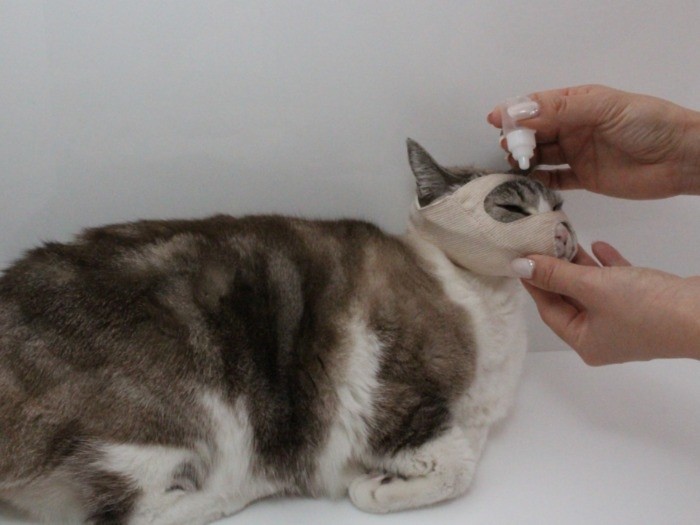 こんなふうに目薬の補助をします（nekozuki提供）