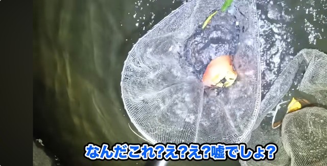 捕まえた瞬間に驚きの声をあげたあらかわさん／あらかわさん（@Arakawa455）提供