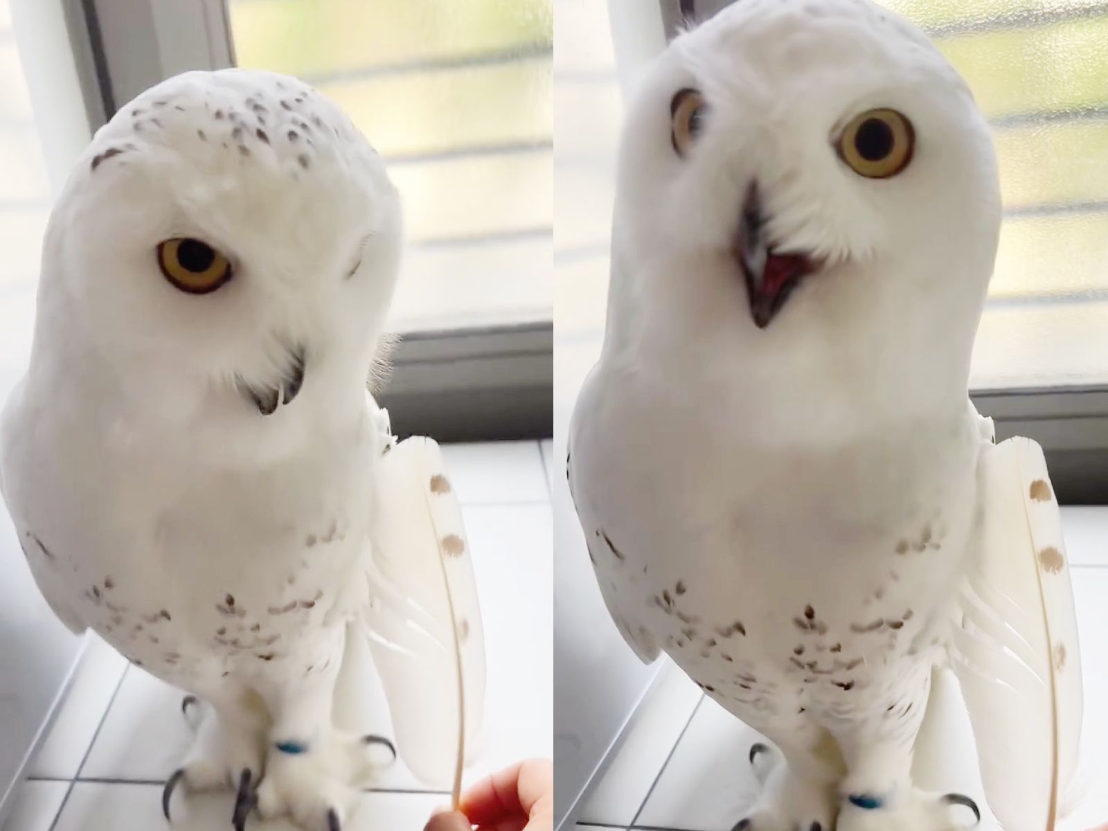 それ、ボクの……？」抜けた羽根を思わず“二度見” シロフクロウの表情
