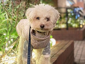 ママに恋して、ずっと一緒だったパパは恋敵になってしまった　トイプードル「まろ」