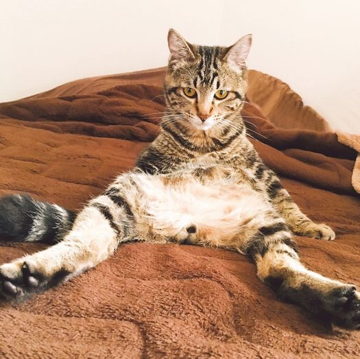 「どうした？何考えてるの？」（へそ天にゃんこ/三笠書房）