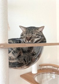 催促してもご飯がもらえないときには、キッチンへ行って食器を触り、イタズラをするお茶目さん