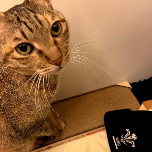 ニット帽を引っ張り出してきたリリちゃん（撮影：Coco）