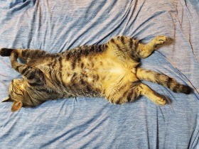 愛猫の“へそ天”を振り返る　大胆な「猫の開き」や待ってましたのバンザイも　