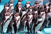 ペンギンの群れ ※桂浜水族館提供