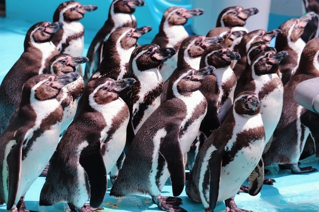 ペンギンの群れ ※桂浜水族館提供