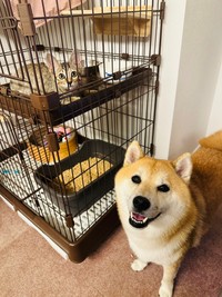 揃ってこちらを見つめる様子（提供：shibainu-putenさん）