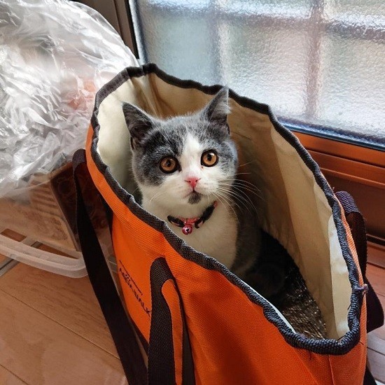 家にきたころの「明(メイ)」