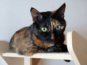 愛猫の要求鳴き「ニャー！」vs １歳娘の「どうちたの？」攻撃、勝ったのは…！？