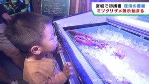 茨城県沖が北限の深海魚　初めて宮城県沖で捕獲される　仙台うみの杜水族館で展示
