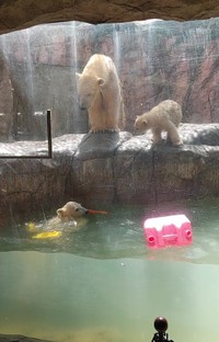 泳ぐ子と見守る子