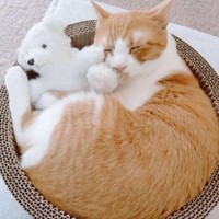 子猫の時から大好きなクマのぬいぐるみ。自分の寝床へ運んで一緒に寝ているフランくん（画像提供：ふうさんちさん）