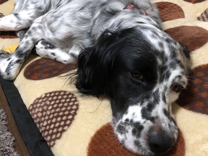 ソファに横になっていることが多い